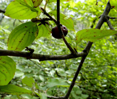 20150923_davor_matas_025