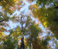 20161023_mecsek_018