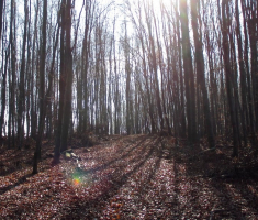 20141123_krndija_014