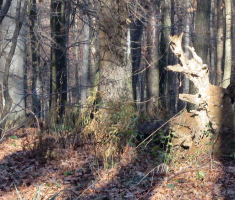 20141123_krndija_038