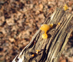 20141123_krndija_041