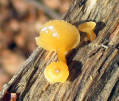 20141123_krndija_042