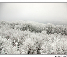 Pogled