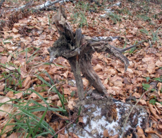 20160124_crna_klada_038