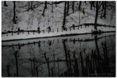24.02.2013. - Papuk