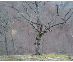 papuk_20131124011