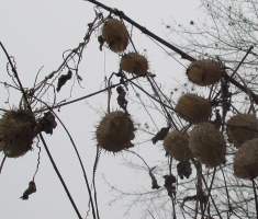 20161224_papuk_003