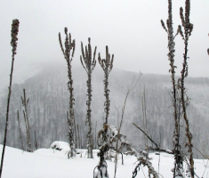 20150125_krndija_020
