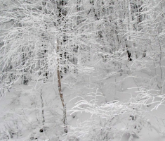 20150125_krndija_029