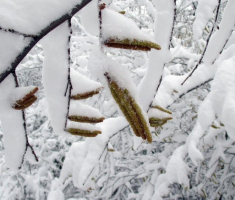 20150125_krndija_045