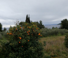 20240225_split_maraton_42km_241