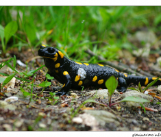 Salamander
