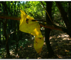 jankovac_00005
