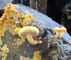 20151025_papuk_011