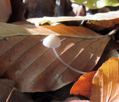 20151025_papuk_012