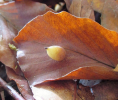 20151025_papuk_013