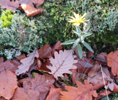 20151025_papuk_015