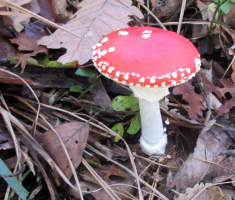20151025_papuk_018