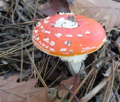20151025_papuk_020