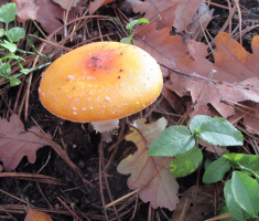 20151025_papuk_022
