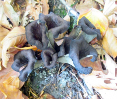20151025_papuk_029