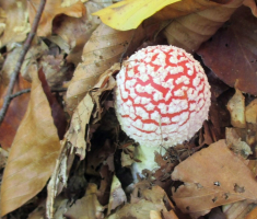 20151025_papuk_030