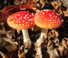 20151025_papuk_031