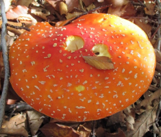 20151025_papuk_033