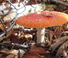 20151025_papuk_034