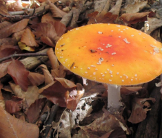 20151025_papuk_035