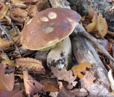 20151025_papuk_036