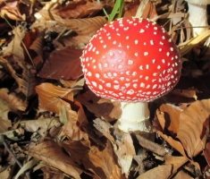 20151025_papuk_038