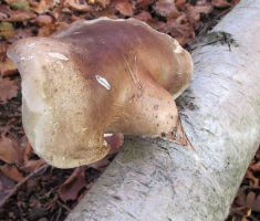 20151025_papuk_039