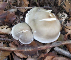 20151025_papuk_041