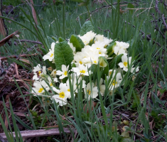 20170326_kamengrad_003