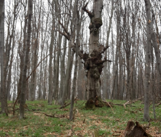 20170326_kamengrad_007