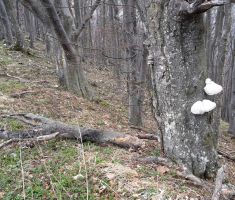 20170326_kamengrad_035