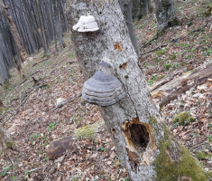 20170326_kamengrad_038