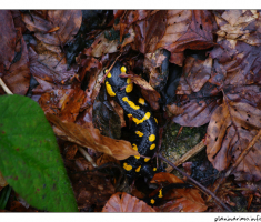 Salamander