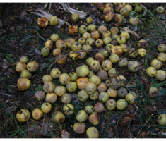 planinarimo_klupica_018