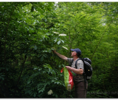 antinaPapuk_00004