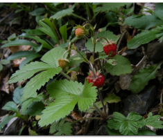 antinaPapuk_00005