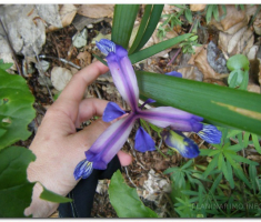 antinaPapuk_00008