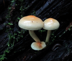 20150927_papuk_010