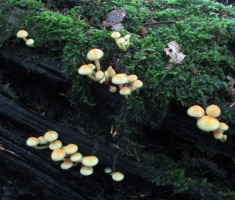 20150927_papuk_013