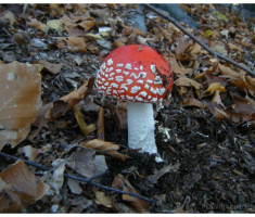 planinarimo_krdnija20131027_013