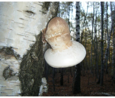 planinarimo_krdnija20131027_026