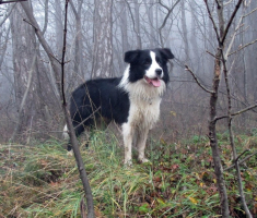 20161127_papuk_012