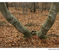 Priroda
