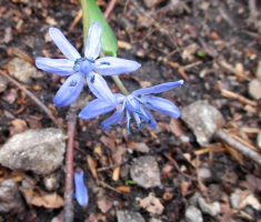 20160228_papuk_010